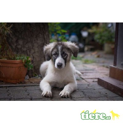 Ahea, süßes Mischlingsmädchen Welpen - Hündin