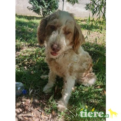 Angel, herziges Mischlingsmäderl - Hündin