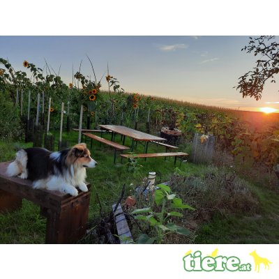 Border-Collie - Rüde