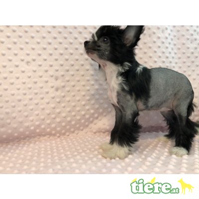 Chinesischer Schopfhund Hairless-Schlag - Hündin