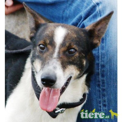 DEXTER 2, Pflegestelle Steiermark, Völlig pflegeleichter anspruchsloser - Rüde