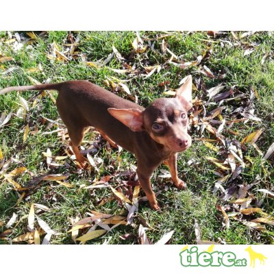 DUMBO, Russkiy Toy  - Rüde