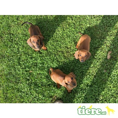 Dackel Welpen - Rüde