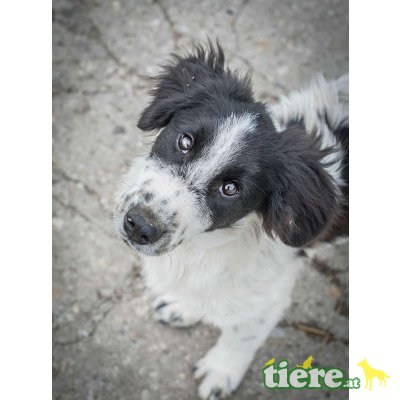 Gill, herziger Mischlingsbub Welpen - Rüde