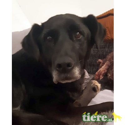 HARPER, Labimixhündin kastriert  - Hündin