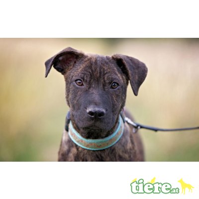 Janek, mischlingsrüde Janek Welpen - Rüde