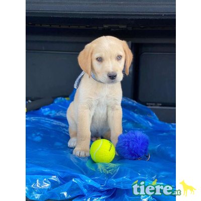 Jimmy, süßer Mischlingsbub Welpen - Rüde