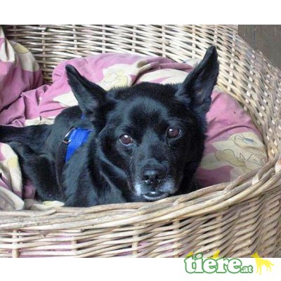 KASIMIR 4, Pflegestelle Burgenland, Kleiner Mann sucht Liebe! - Rüde