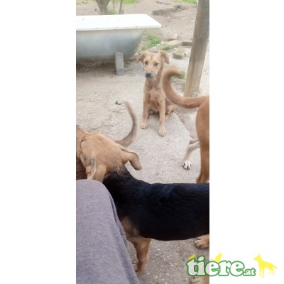 Lea, Unbekannt - Hündin