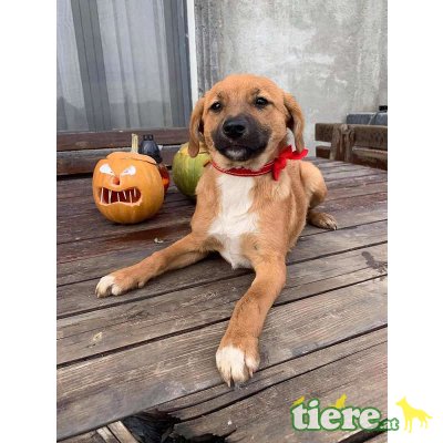 Lucy, herziges Mischlingsmäderl Welpen - Hündin