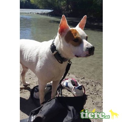 MISTER SPOCK, Staffordshire-Bullterrier-Jack Russellmixrüde - Rüde