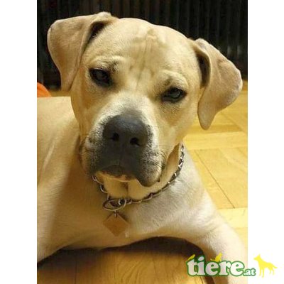 MOCHITO, Bullmastiffmix - Rüde