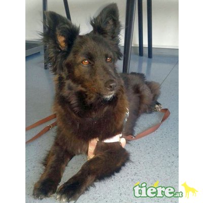 Machesina, Mischlingshündin  - Hündin