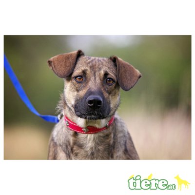 Magda, Mischlingshündin - Hündin