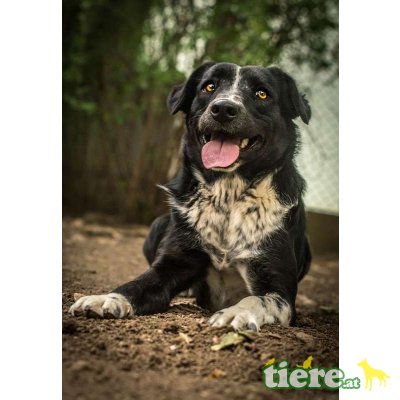 Missandei, süßes Mischlingsmädchen - Hündin