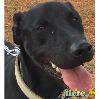 NEO, Labrador - Rüde