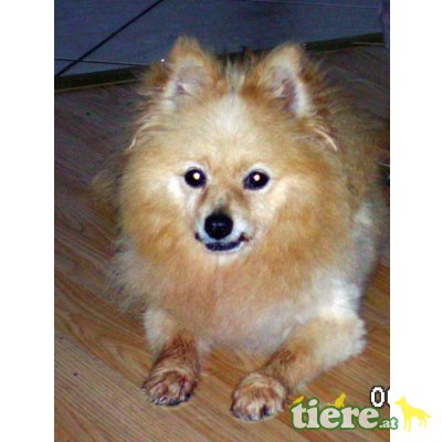 PUPPI, Kleinspitz-Hündin - Hündin