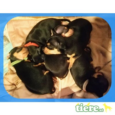 Prager Rattler - Hündin