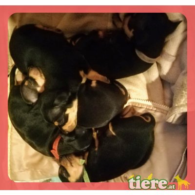 Prager Rattler Welpen - Rüde