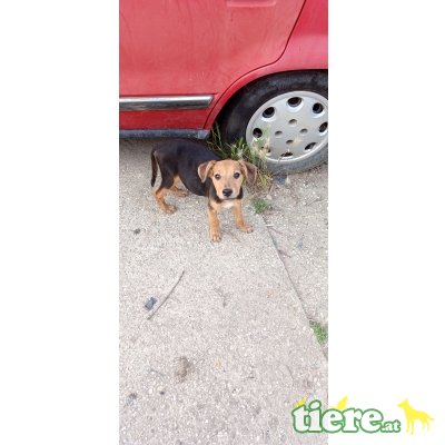 Rex, Unbekannt - Rüde