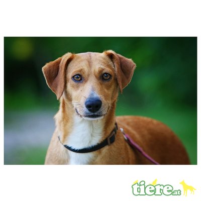 Rozi, mischlingshündin - Hündin