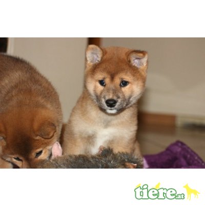 Shiba Inu - Rüde