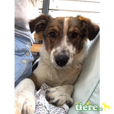 Sia, liebes Mischlingsmäderl - Hündin