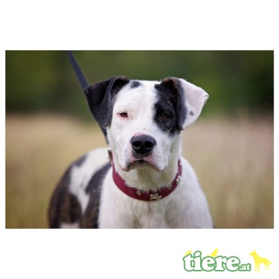 Svetlana, Mischlingshündin  - Hündin