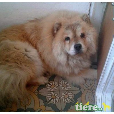 YASU, Chow Chow Hündin kastriert - Hündin