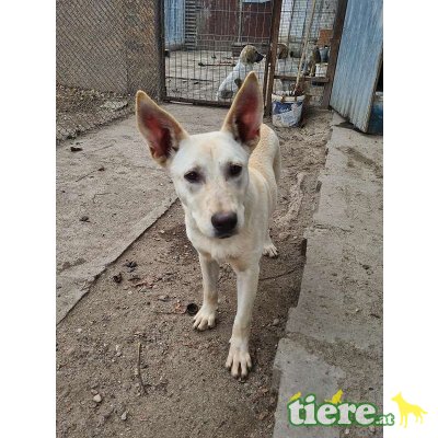 Zara, süßes Mischlingsmädchen - Hündin