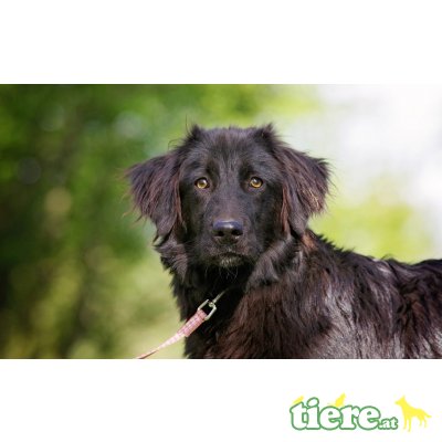 Zina, Mischlingshündin Welpen - Hündin