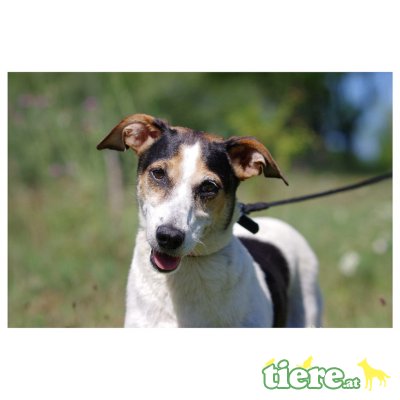 mango, fox terrier mix  - Hündin