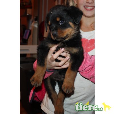 vom Alpenland, Rottweiler Welpen - Hündin