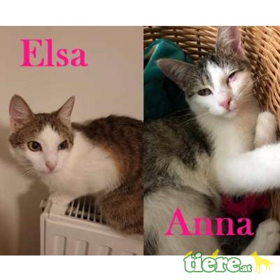 Anna & Elsa, TSV SOS Katze - Katze 1