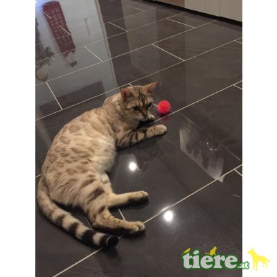 Coco, Bengalkatze - Katze