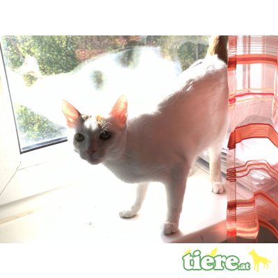 Emma, Hauskatze - Katze