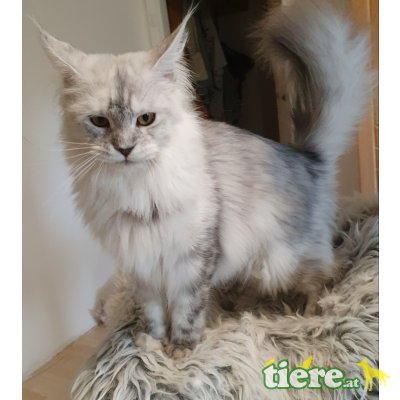 Fantasy, Maine Coon - Katze