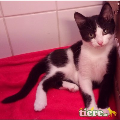 Hauskatze - Kater - Kater