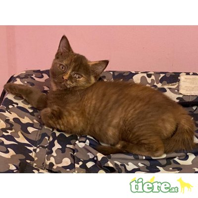 Honeybears Killing me softly, Britisch Kurzhaarkatze - Katze