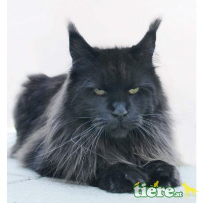 Liza und Sissi, Maine Coon - Katze