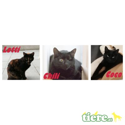 Lotti, Coco und Chili, TSV SOS Katze - Katze 1