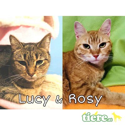 Lucy & Rosy, TSV SOS Katze - Katze 1