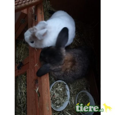 Flocki und Pauli, Zwergkaninchen - männlich