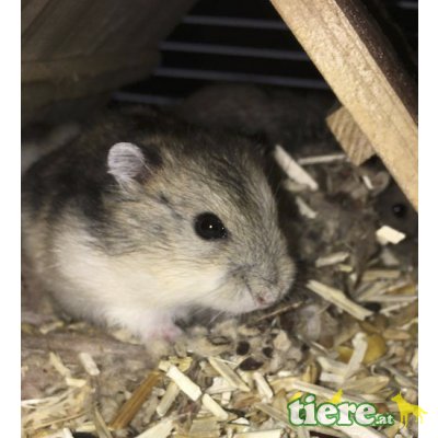 Können noch vergeben werden, Dsungarische Zwerghamster - männlich