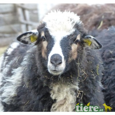 Krainer Steinschaf - weiblich