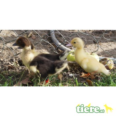 Warzenenten - weiblich