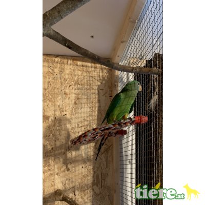 Kiki, Schildsittich - weiblich